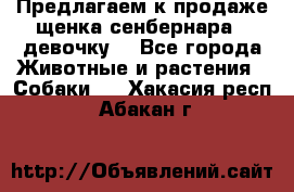 Предлагаем к продаже щенка сенбернара - девочку. - Все города Животные и растения » Собаки   . Хакасия респ.,Абакан г.